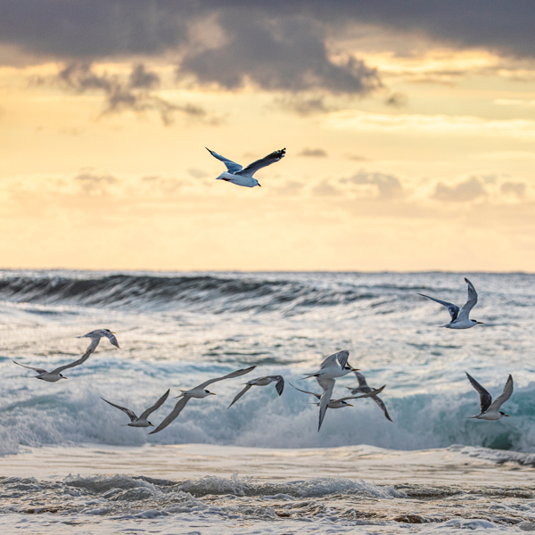 seagulls over waves